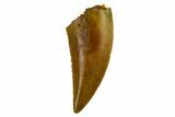 Serrated, Raptor Tooth - Real Dinosaur Tooth #115859-1